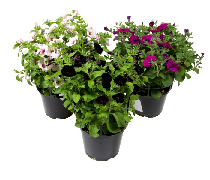 Sommerblomster mix 21 cm potte